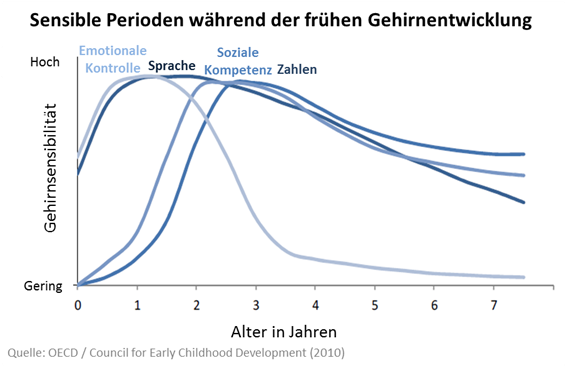 Gehirnentwicklung